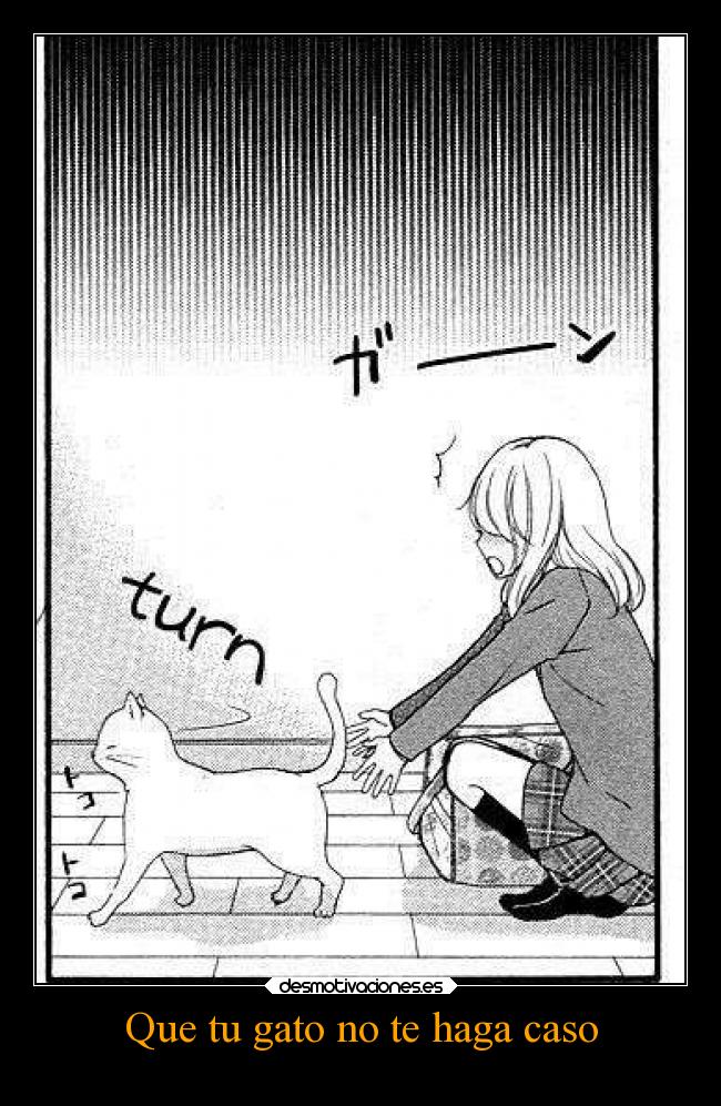 Que tu gato no te haga caso -