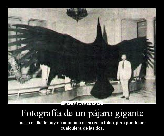 Fotografía de un pájaro gigante - hasta el día de hoy no sabemos si es real o falsa, pero puede ser
cualquiera de las dos.