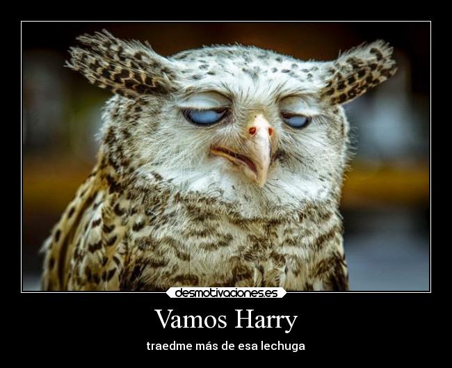 carteles casa animales abrazos harrypotter desmotivaciones