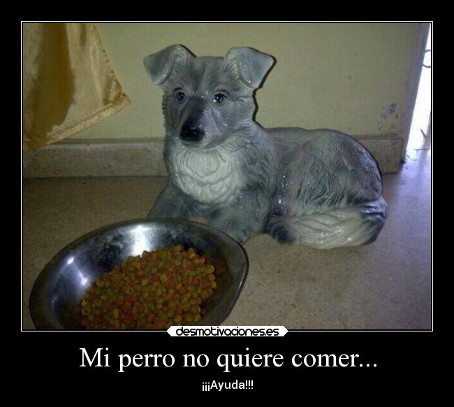 Mi perro no quiere comer... -