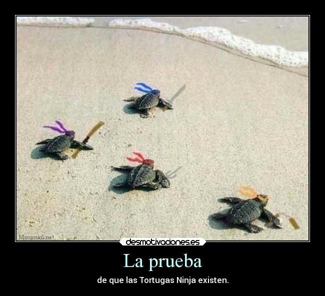 La prueba - de que las Tortugas Ninja existen.