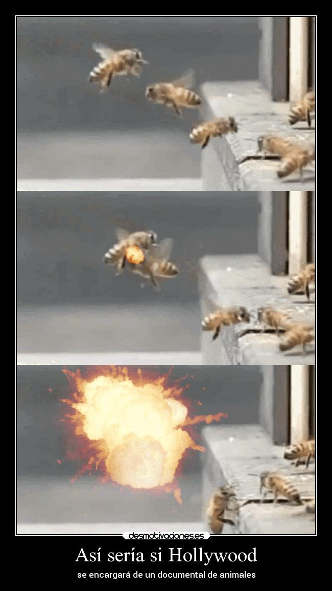 Así sería si Hollywood - se encargará de un documental de animales