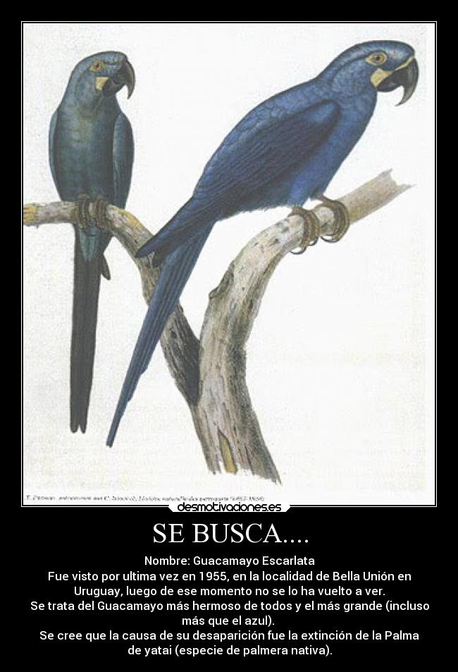 SE BUSCA.... - Nombre: Guacamayo Escarlata
Fue visto por ultima vez en 1955, en la localidad de Bella Unión en
Uruguay, luego de ese momento no se lo ha vuelto a ver.
Se trata del Guacamayo más hermoso de todos y el más grande (incluso
más que el azul).
Se cree que la causa de su desaparición fue la extinción de la Palma
de yatai (especie de palmera nativa).