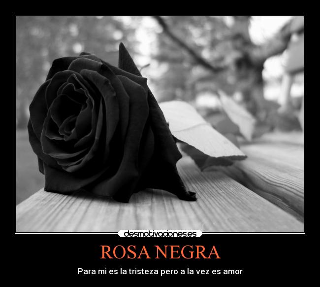 ROSA NEGRA - 