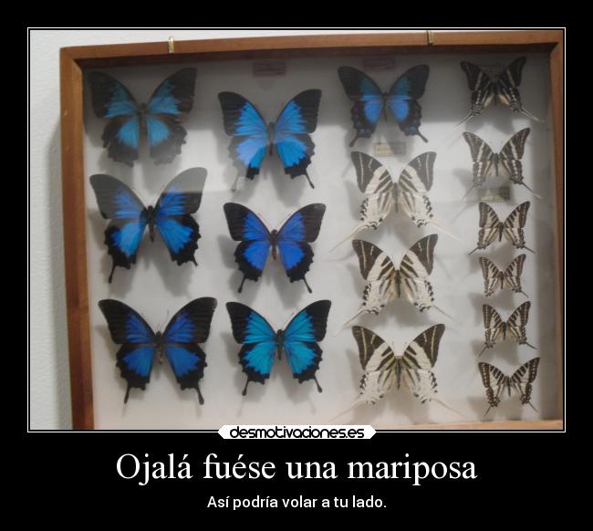 Ojalá fuése una mariposa -