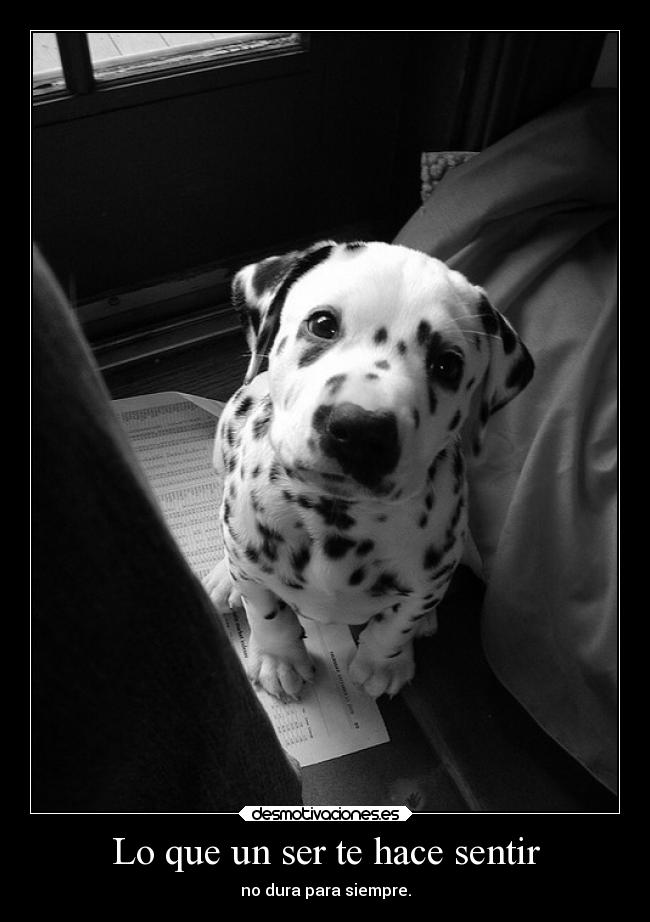 carteles dolor carolf27 myblackandwhiteworld xperfectweaponx soyunidiotatm yourlifeisaile desmotivaciones