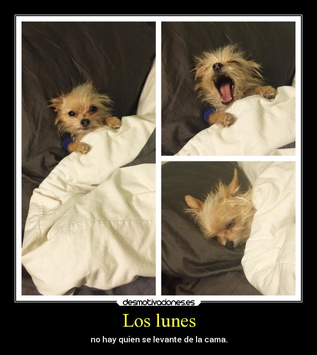 Los lunes -
