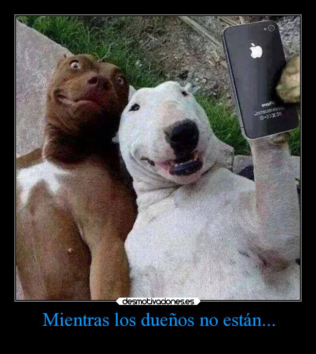 Mientras los dueños no están... -