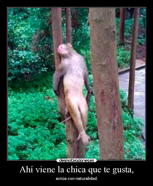 Ahí viene la chica que te gusta, - 