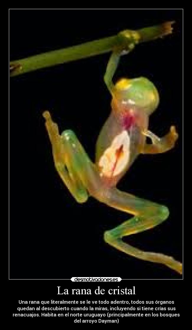 La rana de cristal - Una rana que literalmente se le ve todo adentro, todos sus órganos
quedan al descubierto cuando la miras, incluyendo si tiene crías sus
renacuajos. Habita en el norte uruguayo (principalmente en los bosques
del arroyo Dayman)