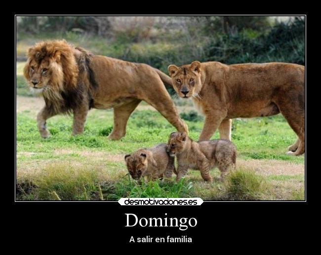carteles familia animales leon desmotivaciones