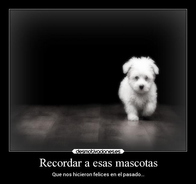 Recordar a esas mascotas -