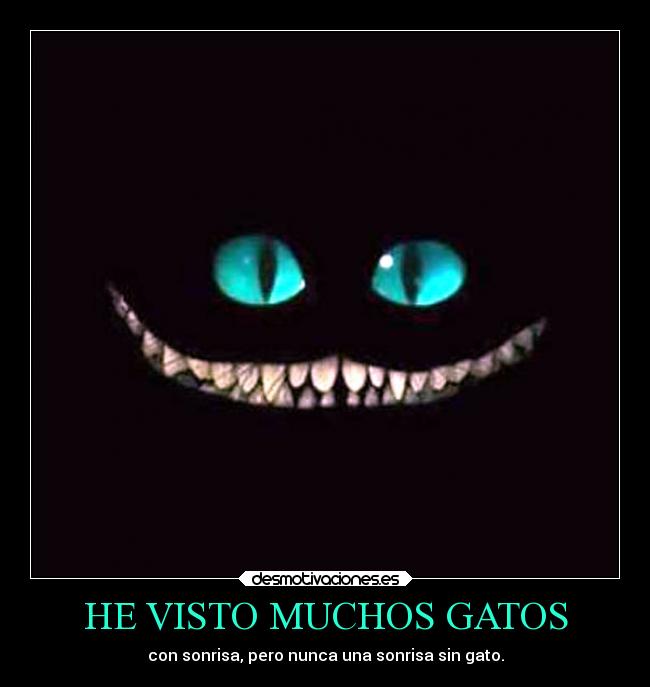 HE VISTO MUCHOS GATOS -