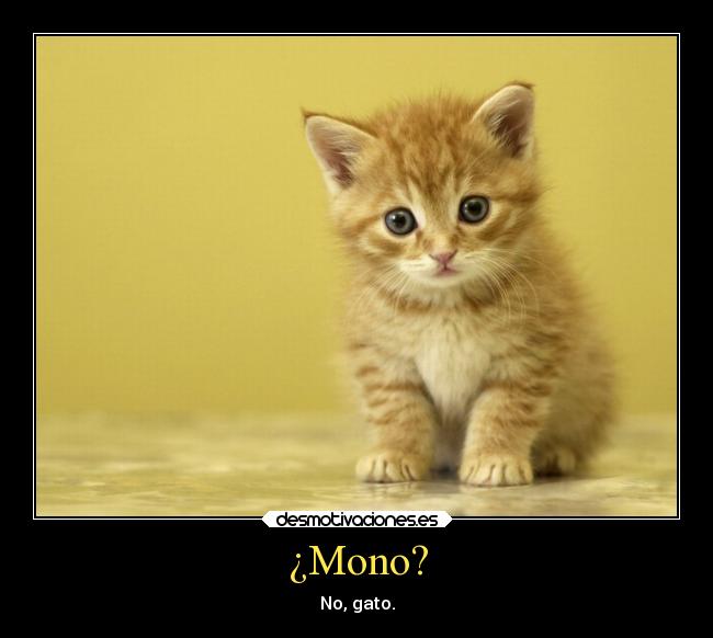 ¿Mono? - No, gato.