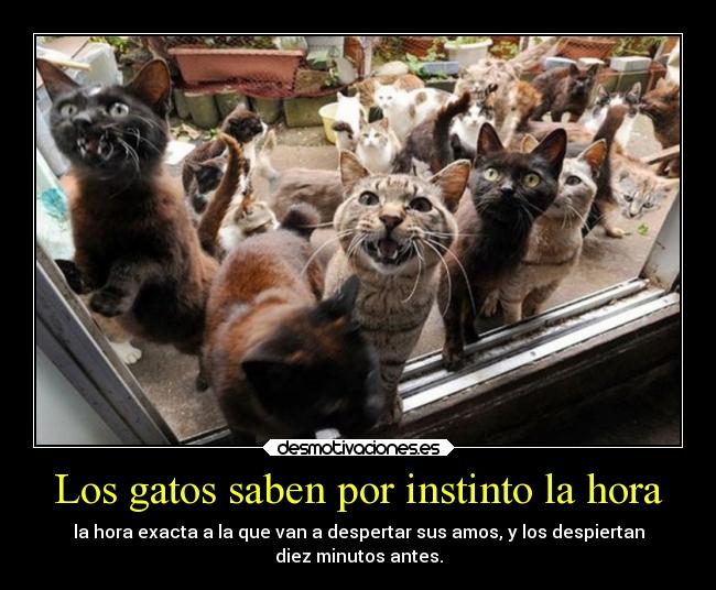 carteles gatos gatos animales desmotivaciones