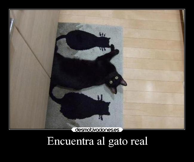 Encuentra al gato real - 