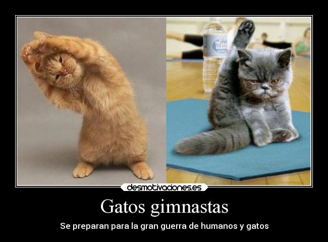 Gatos gimnastas -
