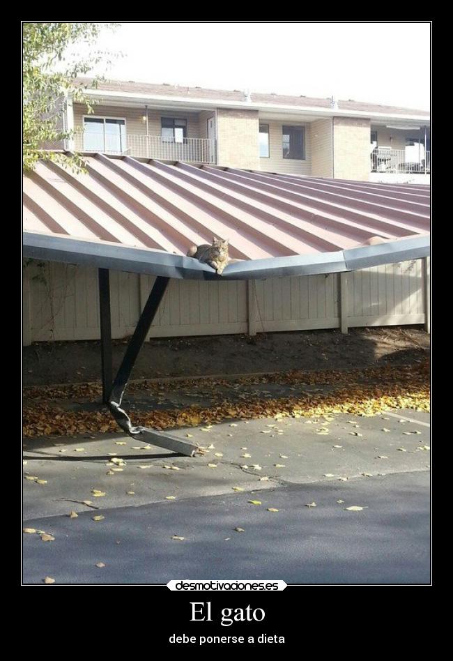 El gato - debe ponerse a dieta