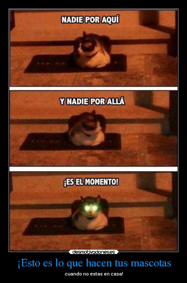 ¡Esto es lo que hacen tus mascotas - cuando no estas en casa!