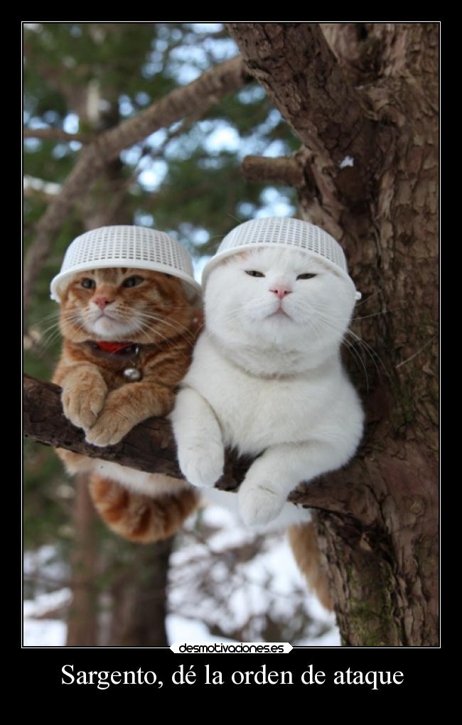 carteles gatos orden ataque casco motivadoradesmotivadora16 desmotivaciones