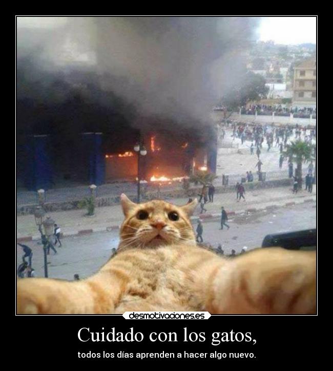 Cuidado con los gatos, -