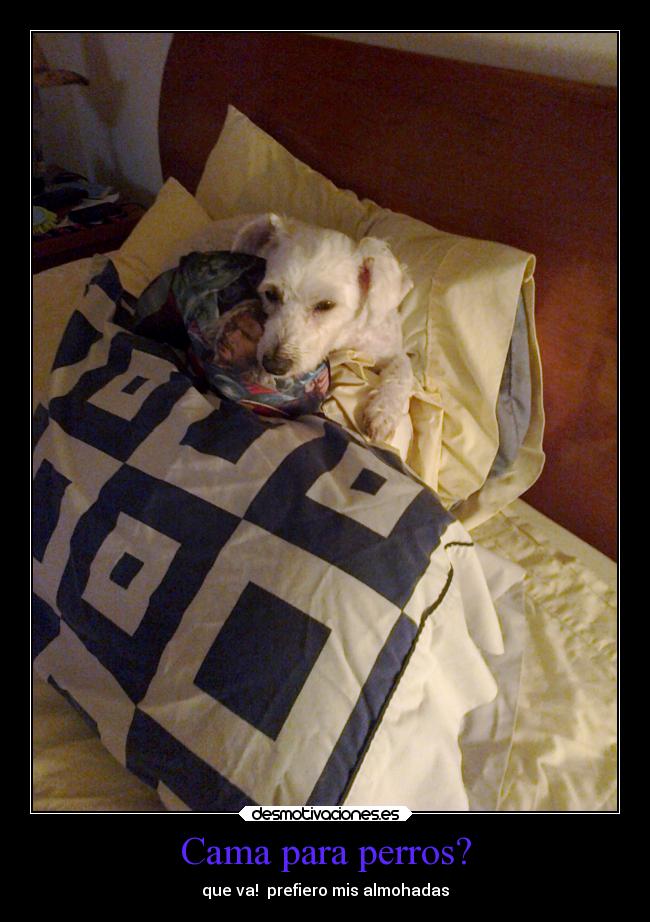 Cama para perros? - 
