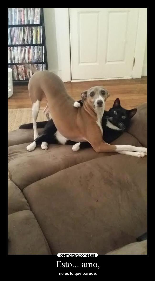 Esto... amo, - no es lo que parece.