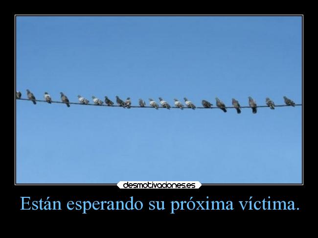 Están esperando su próxima víctima. -
