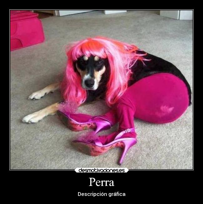 Perra - 