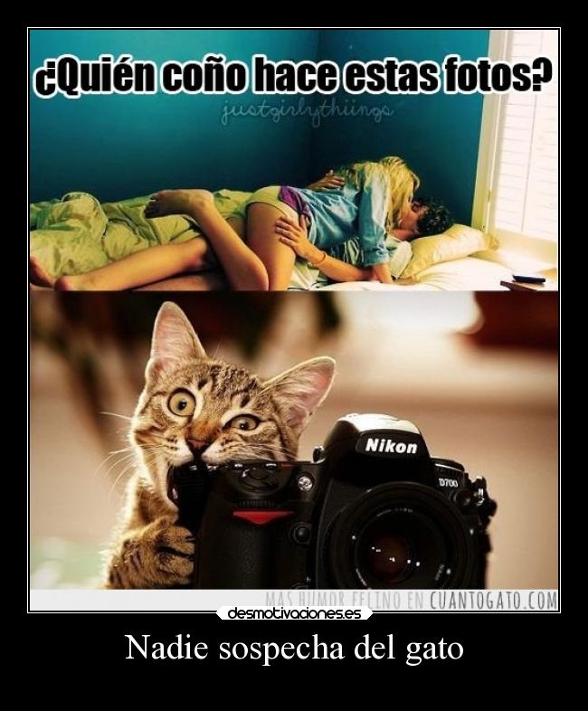 Nadie sospecha del gato -