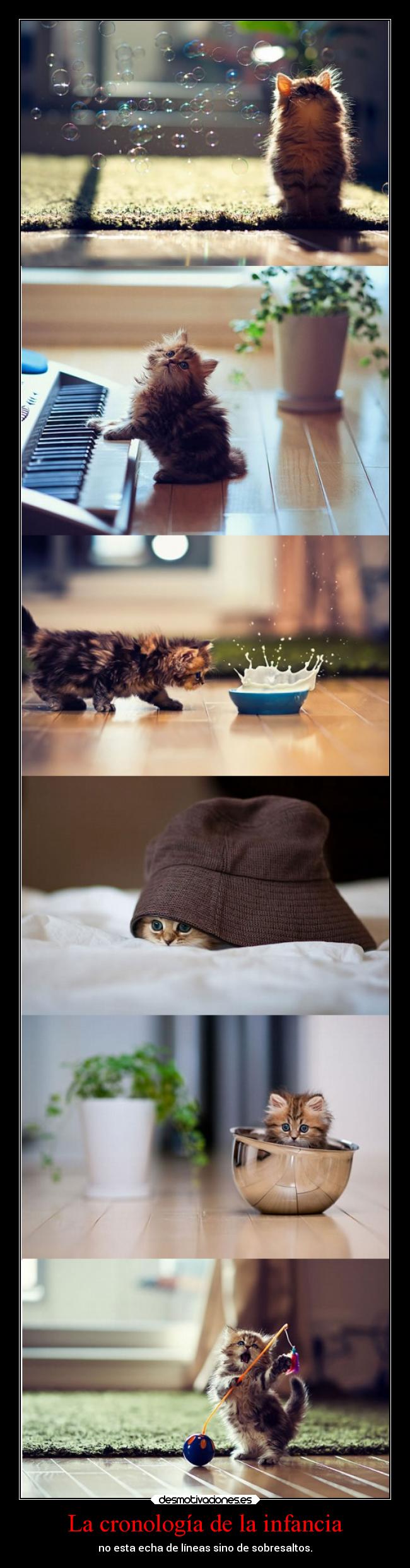carteles infancia frases gatos infancia alegria chistoso labuenabibra cronologia hector abab fciolince desmotivaciones