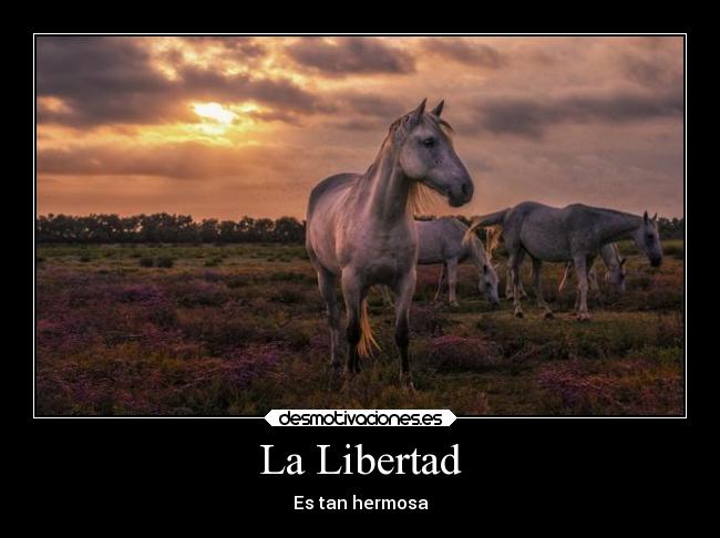 carteles libertad libertad animales caballos desmotivaciones