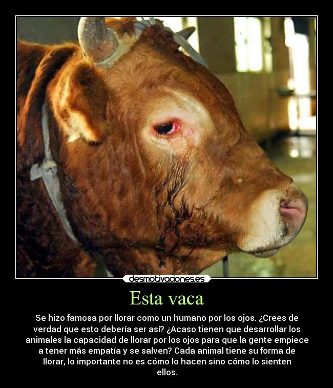Esta vaca -