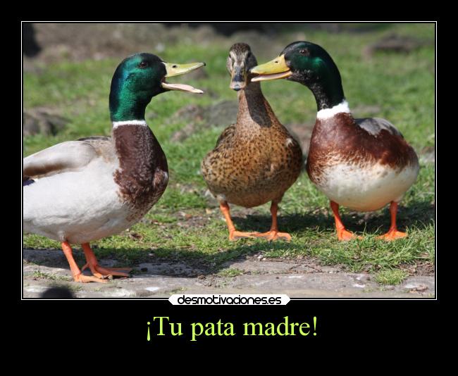 ¡Tu pata madre! - 