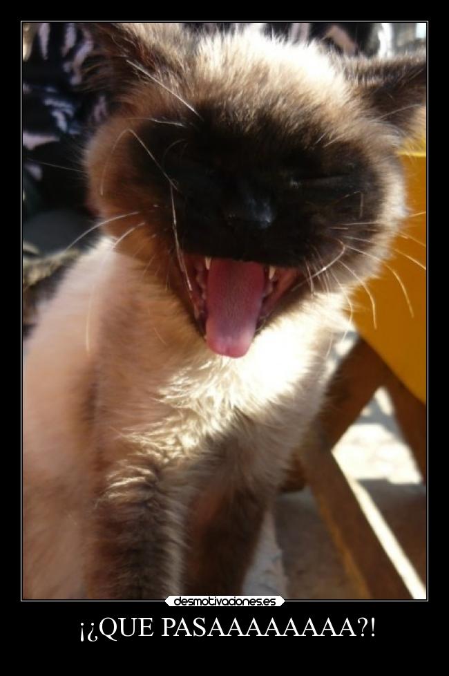 ¡¿QUE PASAAAAAAAA?! -