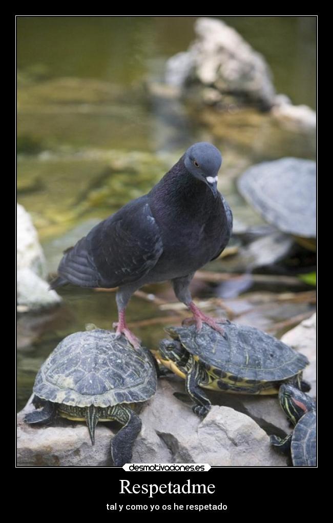 Respetadme -