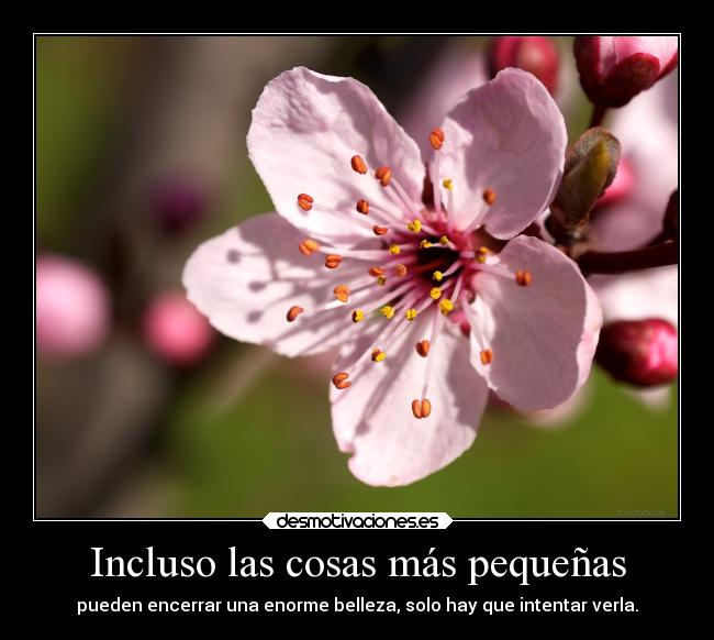 carteles motivaciones belleza atencion desmotivaciones