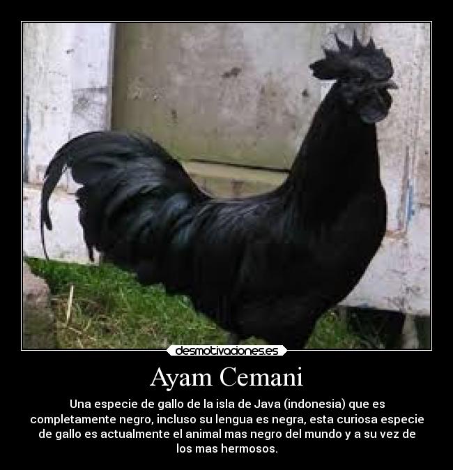 Ayam Cemani - Una especie de gallo de la isla de Java (indonesia) que es
completamente negro, incluso su lengua es negra, esta curiosa especie
de gallo es actualmente el animal mas negro del mundo y a su vez de
los mas hermosos.