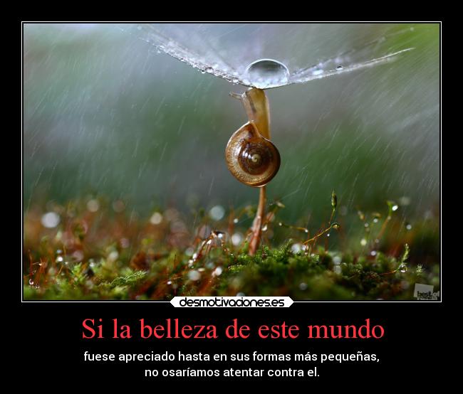 Si la belleza de este mundo - fuese apreciado hasta en sus formas más pequeñas,
no osaríamos atentar contra el.