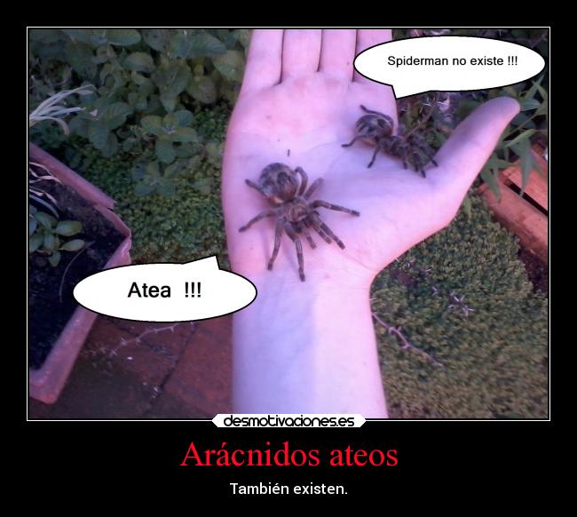 Arácnidos ateos -