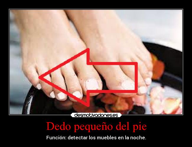 Dedo pequeño del pie - Función: detectar los muebles en la noche.