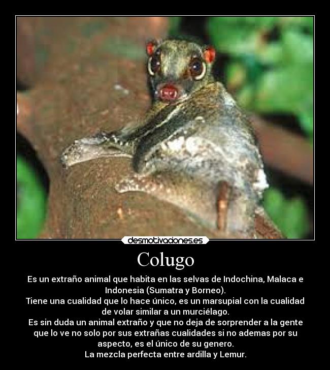 Colugo - Es un extraño animal que habita en las selvas de Indochina, Malaca e
Indonesia (Sumatra y Borneo).
Tiene una cualidad que lo hace único, es un marsupial con la cualidad
de volar similar a un murciélago.
Es sin duda un animal extraño y que no deja de sorprender a la gente
que lo ve no solo por sus extrañas cualidades si no ademas por su
aspecto, es el único de su genero.
La mezcla perfecta entre ardilla y Lemur.