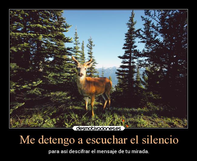Me detengo a escuchar el silencio - 