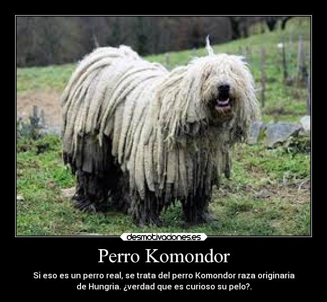 Perro Komondor - Si eso es un perro real, se trata del perro Komondor raza originaria
de Hungria. ¿verdad que es curioso su pelo?.