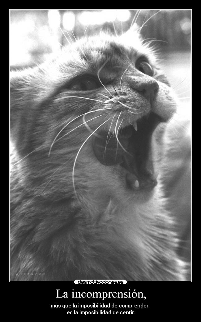 La incomprensión, - más que la imposibilidad de comprender,
es la imposibilidad de sentir.