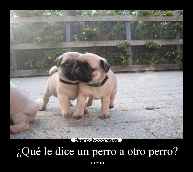 ¿Qué le dice un perro a otro perro? -