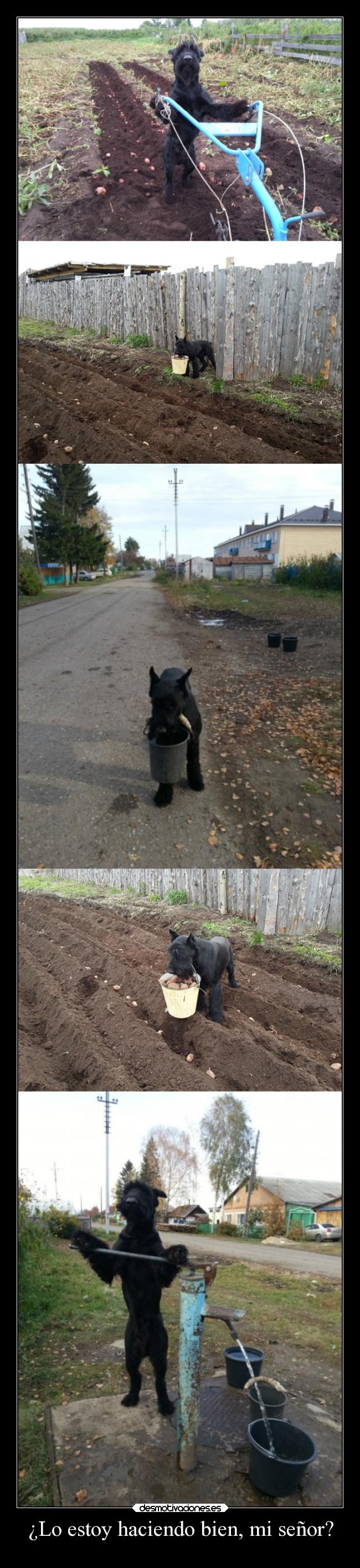 ¿Lo estoy haciendo bien, mi señor? - 