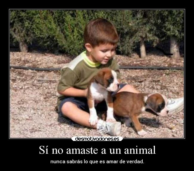 Sí no amaste a un animal - nunca sabrás lo que es amar de verdad.