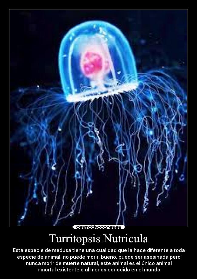 Turritopsis Nutricula - 