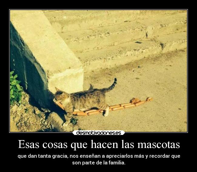 Esas cosas que hacen las mascotas - que dan tanta gracia, nos enseñan a apreciarlos más y recordar que
son parte de la familia.